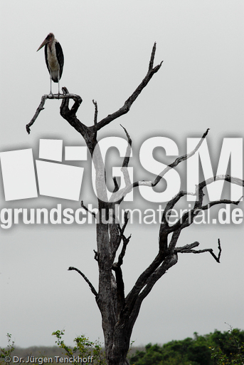 Marabu (16 von 33).jpg